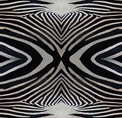 Flotex Vision Image 000402 Zebra фото 1 | FLOORDEALER